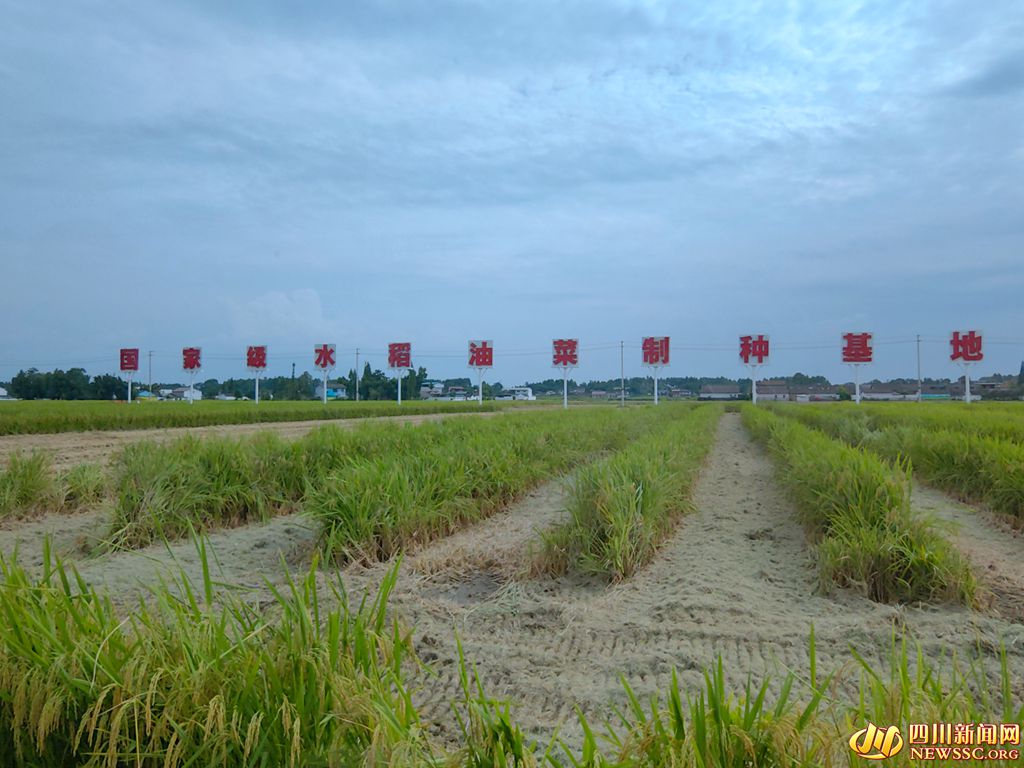 位于羅江區(qū)的國家級(jí)水稻油菜這種基地_副本.jpg