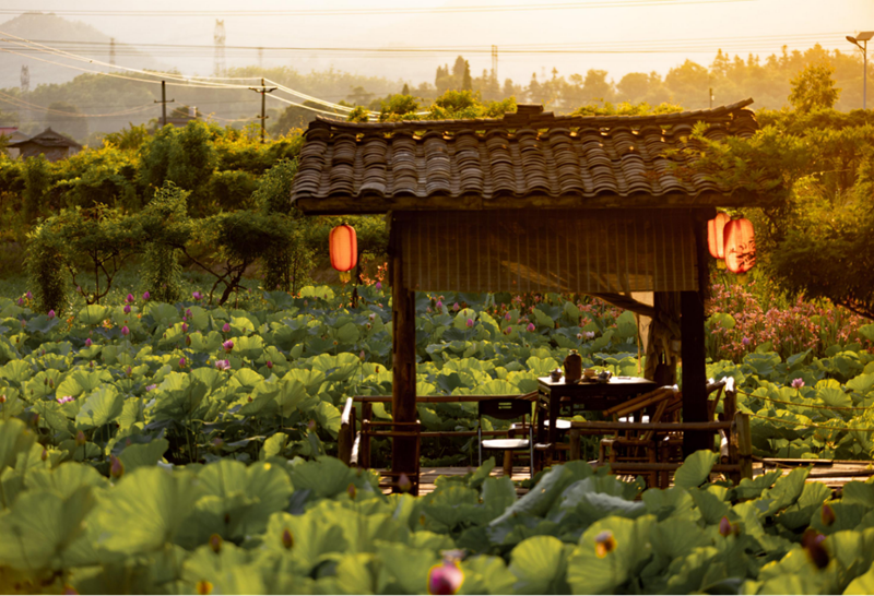 組圖｜樂山峨眉：荷香四溢 美在當(dāng)“夏”140.png