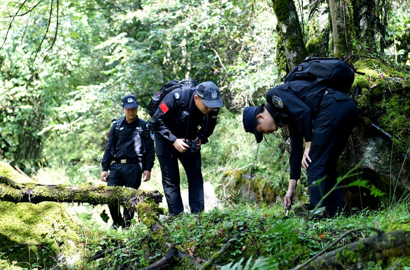 雅安公安”熊貓警察“在林區(qū)搜尋有沒有不法分子布設(shè)的獵夾、獵套.jpg